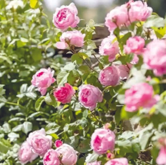 I'll leave you at your doorstep...