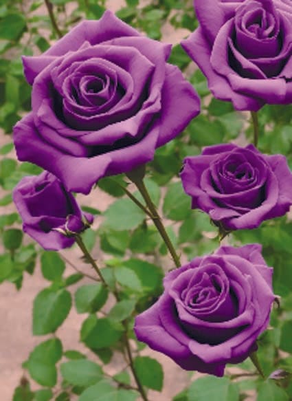 Where can I get that feeling that awakens in your heart...