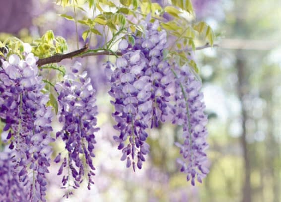 Your eyes that speak...