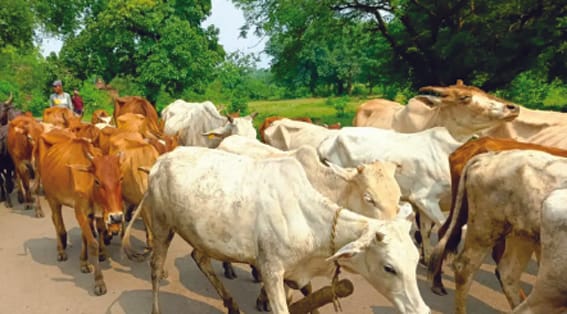 21st Livestock Census continues across the country