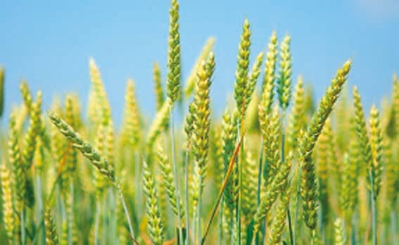 Now farmers can avail crop insurance up to Rs 15 lakh under crop insurance scheme