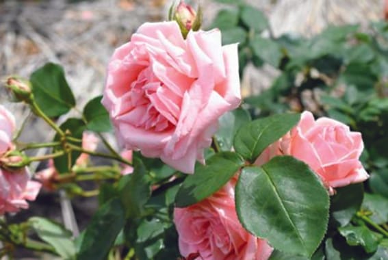 When it is seen through the eyes, then this feeling is felt