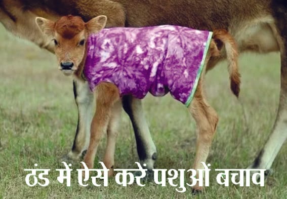 Protecting animals from cold and cold wave