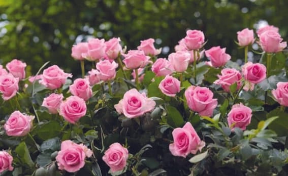 I have distributed the whole house to the world...