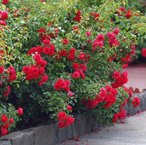 I have no fear of getting lost in the crowd of the world