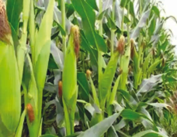 Maize and wheat crops during strong winds