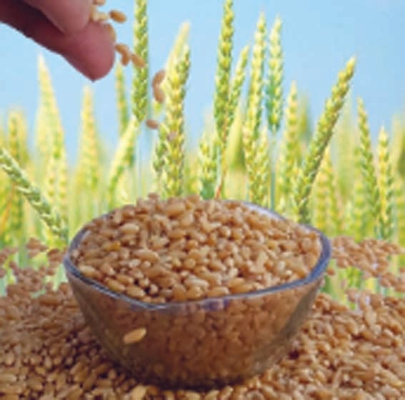Farmers should register themselves for wheat procurement