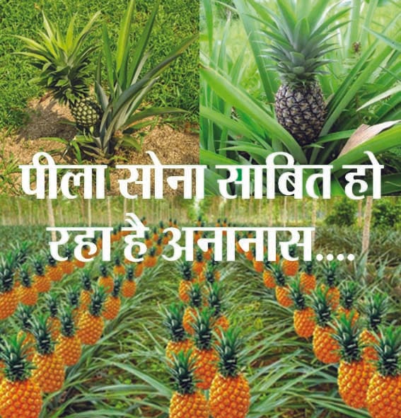 Pineapple is proving to be yellow gold