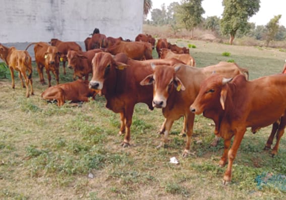 Apply under Dr. Bhimrao Ambedkar Kamdhenu Scheme