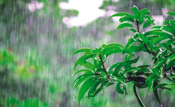 Be cautious of snakebite incidents during rainy season