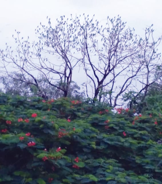 The rain continues in Harda district, the weather is cool...