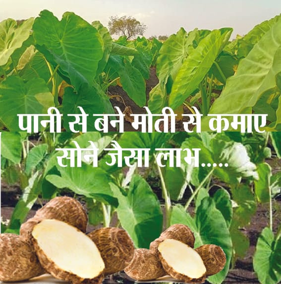 Double crop can be obtained by cultivating one crop of arvi