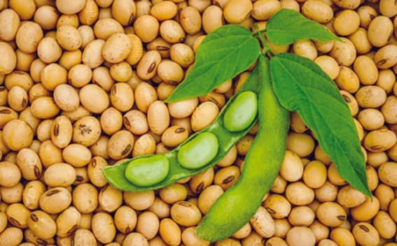 Model rate of soybean under Bhavantar Yojana today is Rs 4282