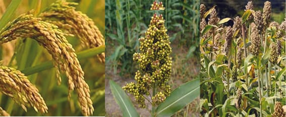 Procurement of paddy, jowar and millet