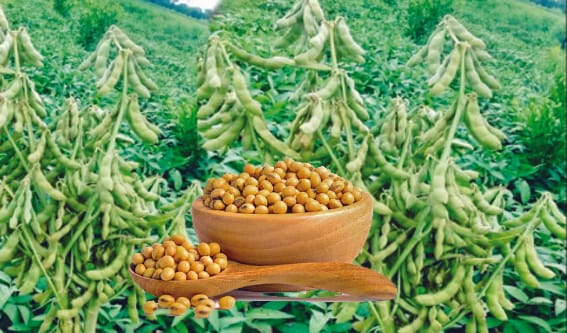 Model rate of soybean released under Bhavantar Yojana is Rs 4260