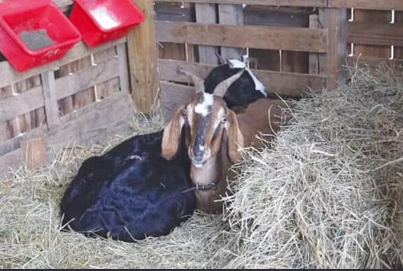 Here's how to take care of your animals in the bitter cold.